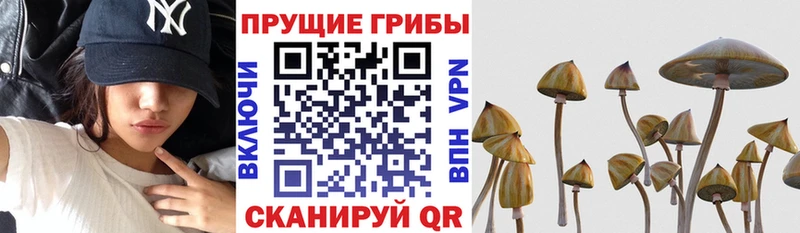 OMG tor  Медвежьегорск  Псилоцибиновые грибы мухоморы 